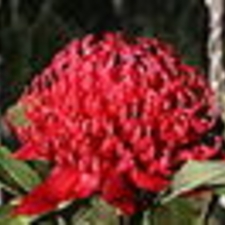 NSW / ACT Branch AGM and Abstract Presentations